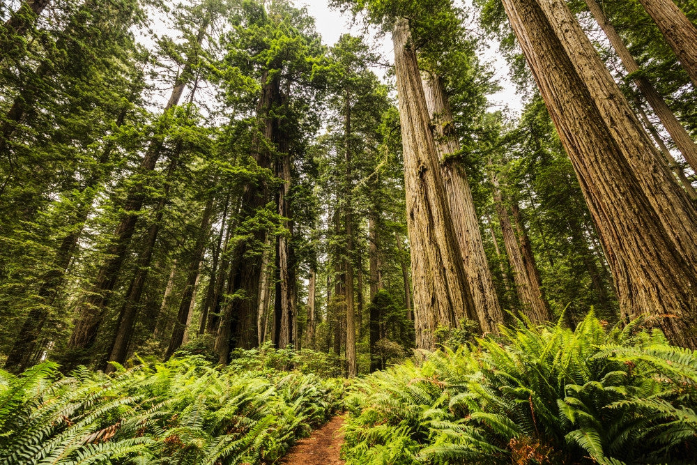 Redwood Trees Fine Art Print by Yves Marcoux | Posterazzi
