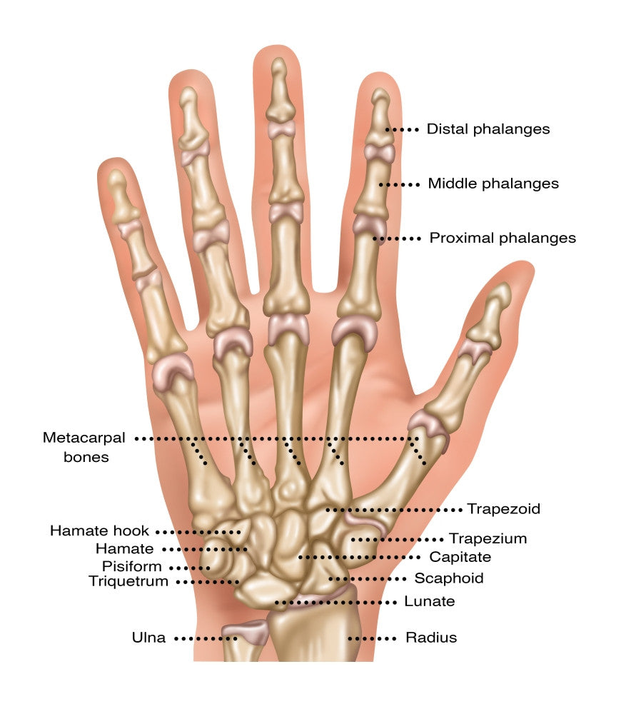 Hand Anatomy Illustration Fine Art Print by Gwen Shockey