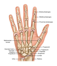 Hand Anatomy Illustration Fine Art Print by Gwen Shockey