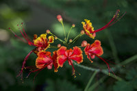 Pride of Barbados Fine Art Print - Caesalpinia pulcherrima from Antigua