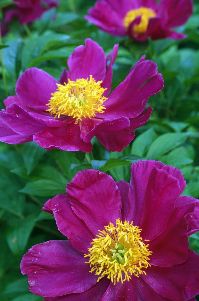 Pianese Flowers Fine Art Print - Stunning Floral Decor