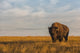Bison Fine Art Print - Grasslands National Park, Canada by Robert Postma