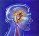 Main Arteries and Veins within a Glass Head Fine Art Print by TriFocal Communications