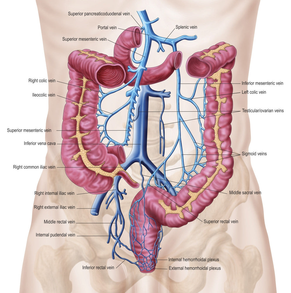 Anatomy of Human Abdominal Vein System Fine Art Print