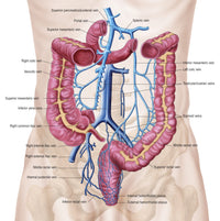Anatomy of Human Abdominal Vein System Fine Art Print
