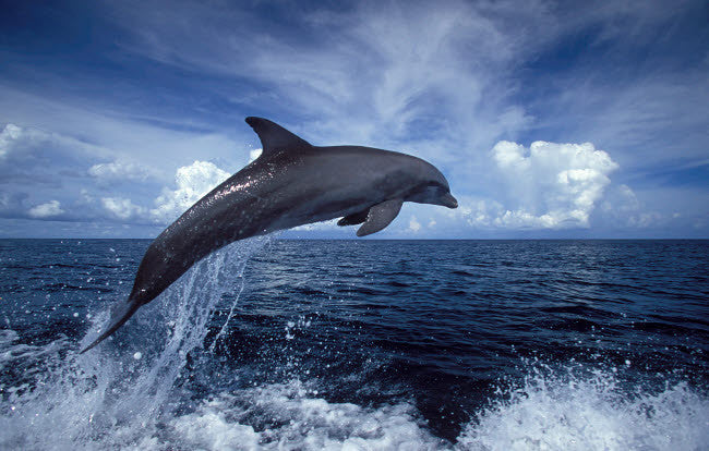 Bottlenose Dolphin in the Caribbean Fine Art Print by VWPics
