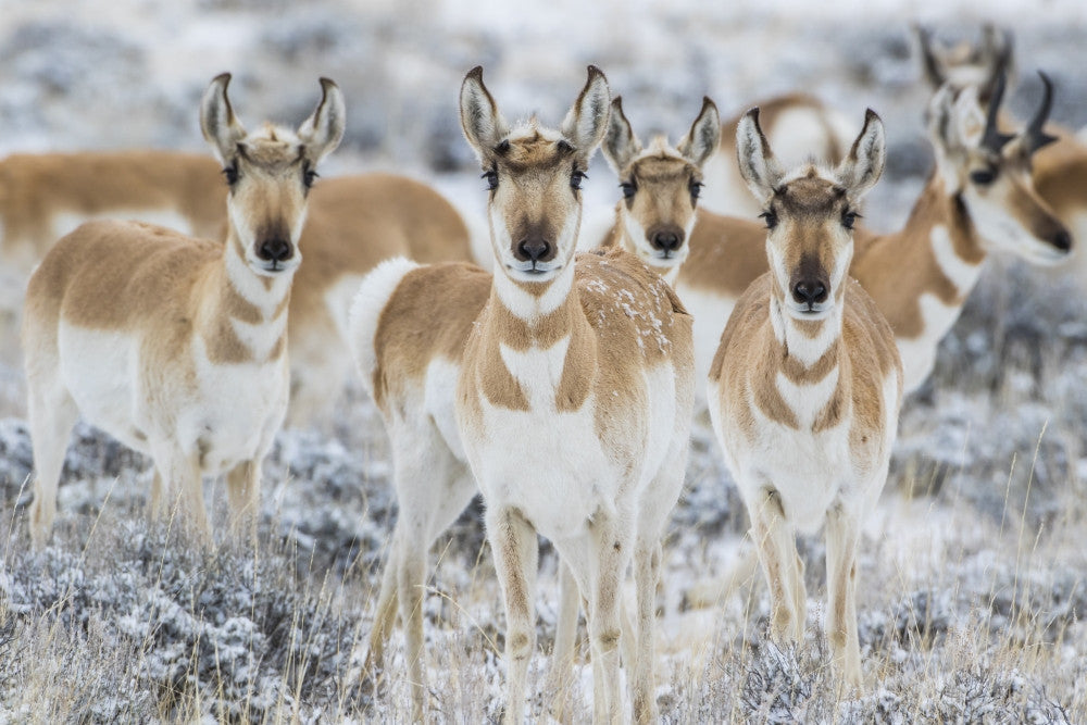 Curious Pronghorn in Sagebrush Winter Scene Fine Art Print by Elizabeth Boehm
