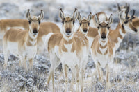 Curious Pronghorn in Sagebrush Winter Scene Fine Art Print by Elizabeth Boehm
