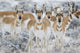 Curious Pronghorn in Sagebrush Winter Scene Fine Art Print by Elizabeth Boehm