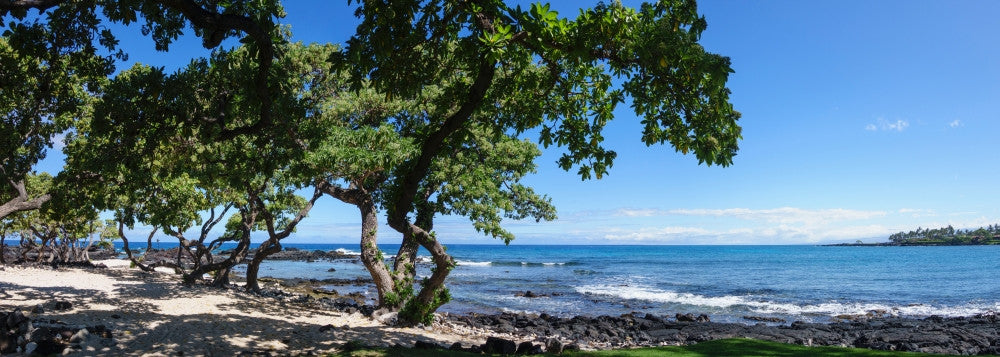 Tree Heliotrope on Beach Fine Art Print - Kukio Bay, Hawaii