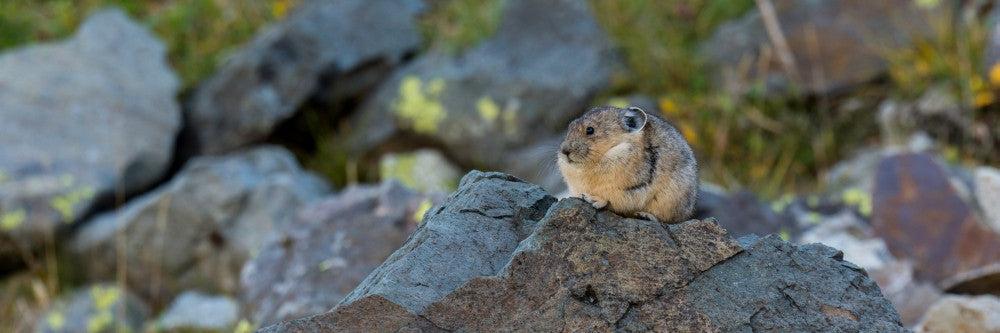 Close-up of Pika on Rock in Yankee Boy Basin Poster Print