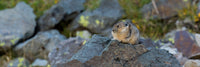 Close-up of Pika on Rock in Yankee Boy Basin Poster Print