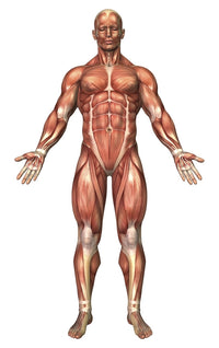 Anatomy of Male Muscular System Poster Print - Front View