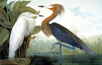 Audubon Egret Fine Art Lithograph Print by Julius Bien