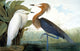 Audubon Egret Fine Art Lithograph Print by Julius Bien
