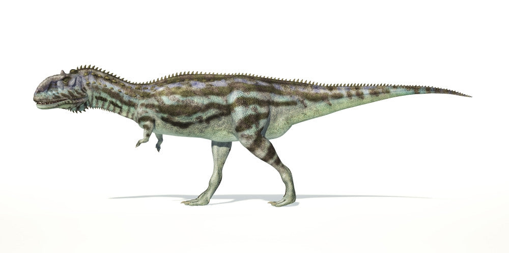 Majungasaurus Dinosaur Fine Art Print on White Background