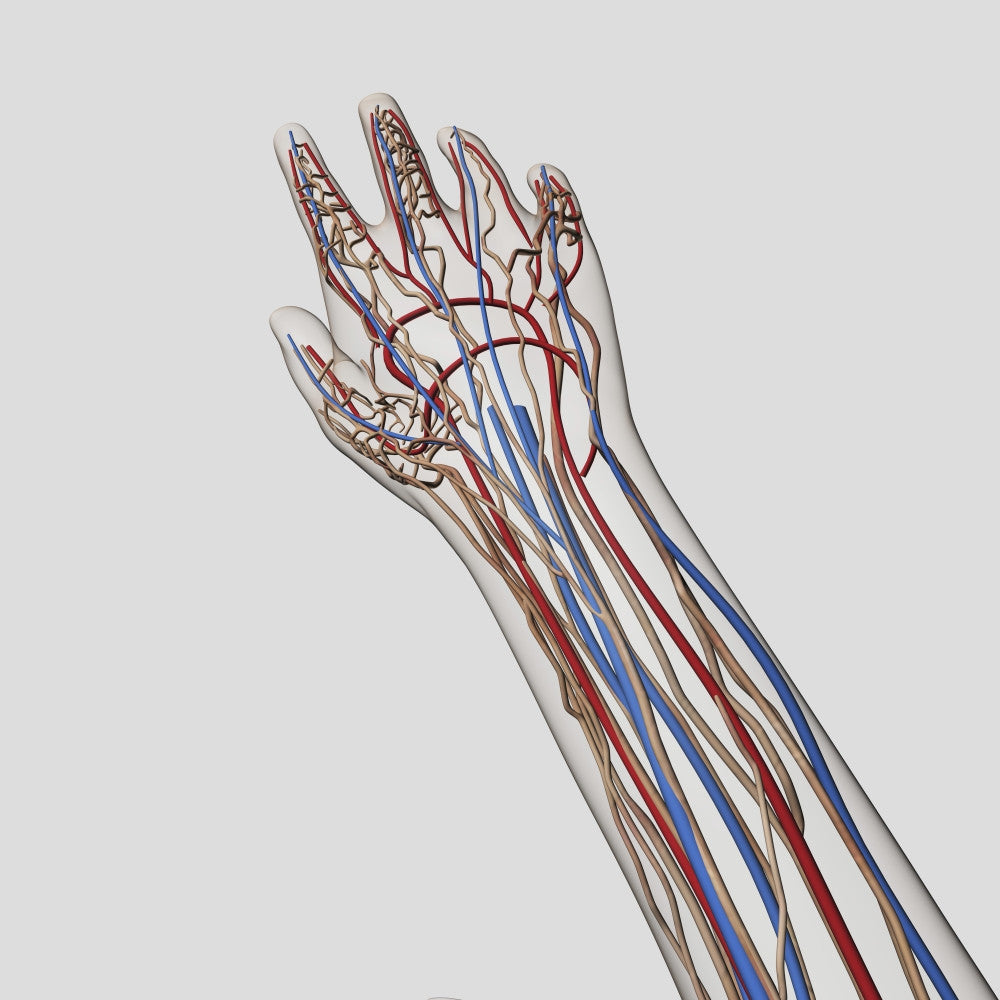 Medical Illustration of Arteries, Veins, and Lymphatic System in Human Hand and Arm Fine Art Print