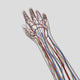 Medical Illustration of Arteries, Veins, and Lymphatic System in Human Hand and Arm Fine Art Print