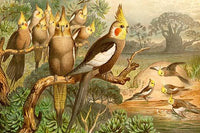 Rosy Cheeked Cockatiels Fine Art Print by F.W. Kuhnert
