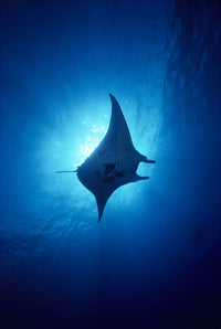 Hawaii Common Manta Ray Silhouette Fine Art Print A86B