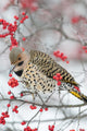 Male Northern Flicker Eating Winterberry Fine Art Print by Richard & Susan Day
