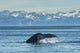 Humpback Whale in Seward Harbour Fine Art Print by Marg Wood