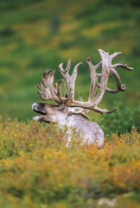 Bull Caribou Fall Portrait Fine Art Print by Tom Soucek