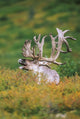 Bull Caribou Fall Portrait Fine Art Print by Tom Soucek