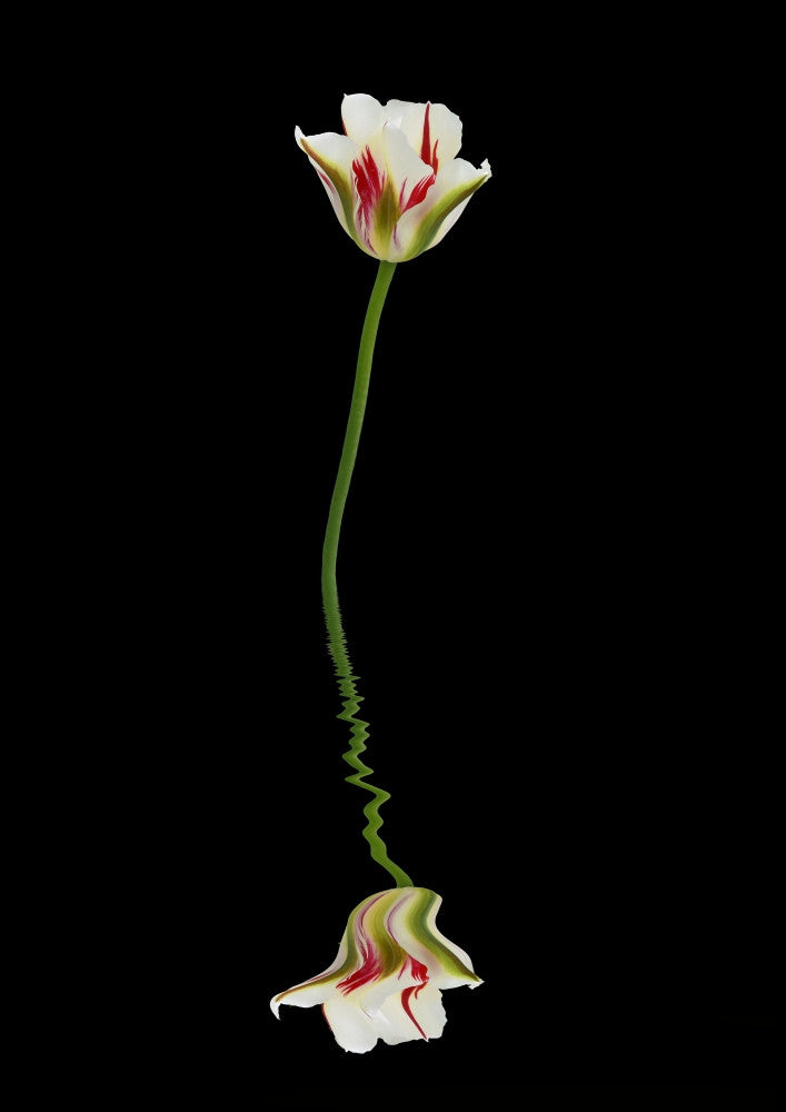 Red and White Tulip Reflection Fine Art Print by Margaret Whittaker
