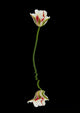 Red and White Tulip Reflection Fine Art Print by Margaret Whittaker