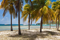 Palm Trees on Britannia Bay Beach Fine Art Print by Panoramic Images