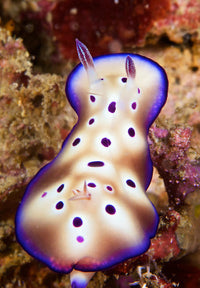 Nudibranch Feeding on Algae Fine Art Print by Terry Moore
