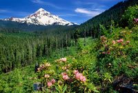 Rhododendron Blooming with Mt. Hood Background Fine Art Print by Panoramic Images