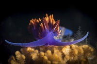 Spanish Shawl Nudibranch Fine Art Print by Brook Peterson