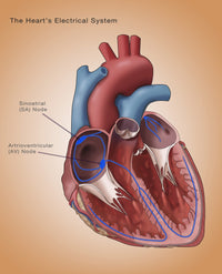 Heart's Electrical System Fine Art Print by Monica Schroeder