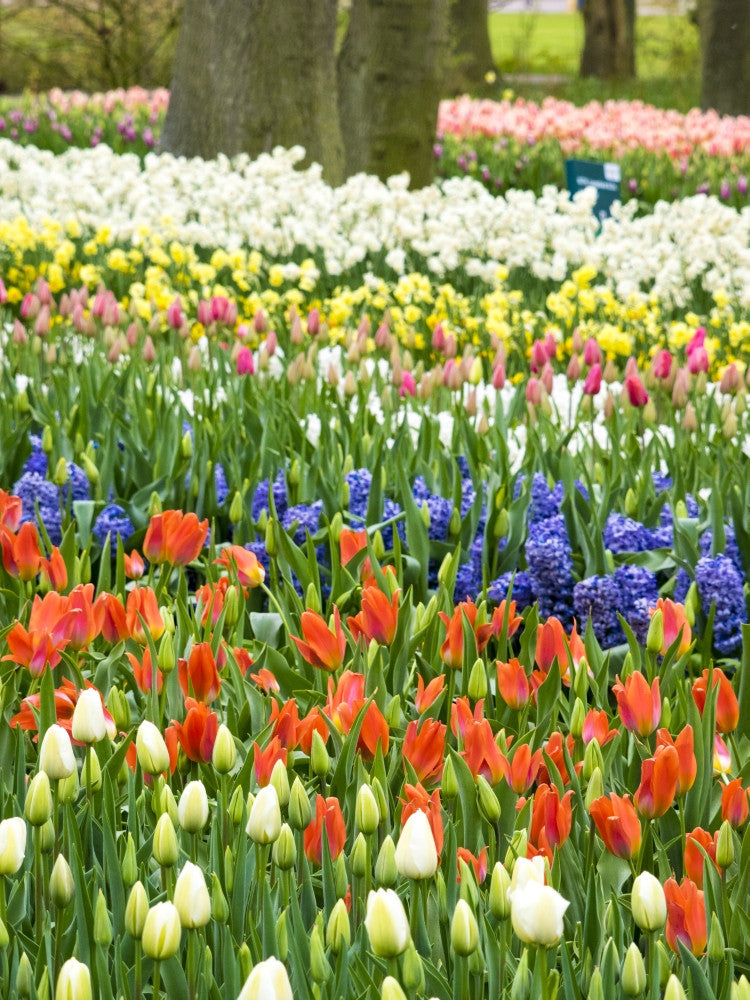 Assorted Flowers in Bloom Fine Art Print by Terry Eggers