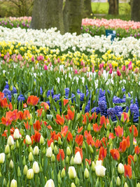 Assorted Flowers in Bloom Fine Art Print by Terry Eggers