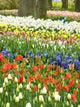 Assorted Flowers in Bloom Fine Art Print by Terry Eggers