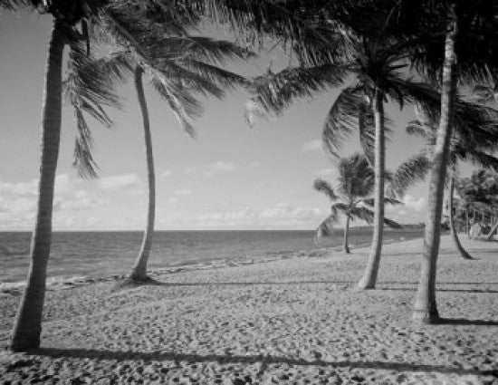 USA Florida Beach and Palm Trees Fine Art Print