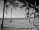 USA Florida Beach and Palm Trees Fine Art Print