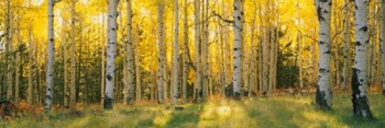 Coconino National Forest Arizona Photo Print by Panoramic Images - 36x12