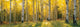 Coconino National Forest Arizona Photo Print by Panoramic Images - 36x12