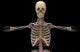 3D Rendering of Human Circulatory System Fine Art Print