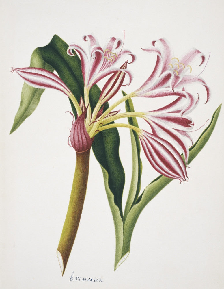 Crinum Sp. Lily Fine Art Print by Mary Evans | Posterazzi