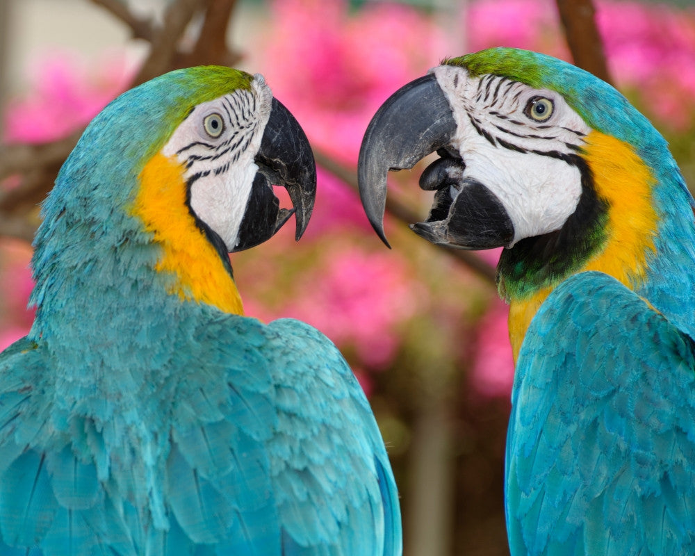 Blue and Gold Macaws Poster Print - Baluarte Zoo by Panoramic Images