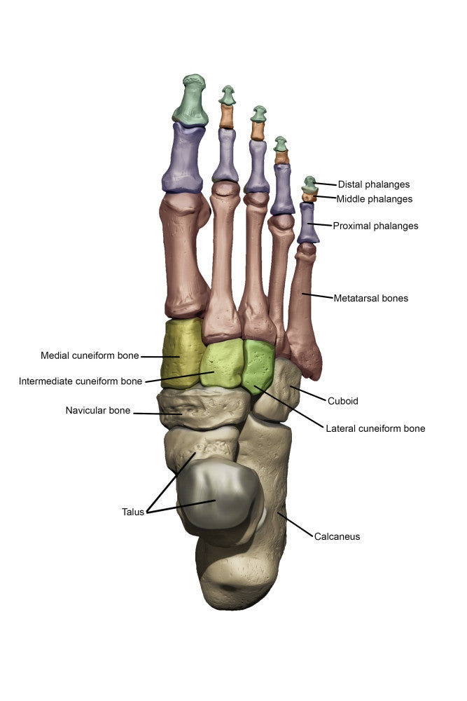 3D Foot Model Poster Print with Dorsal Bone Structures by Photon Illustration