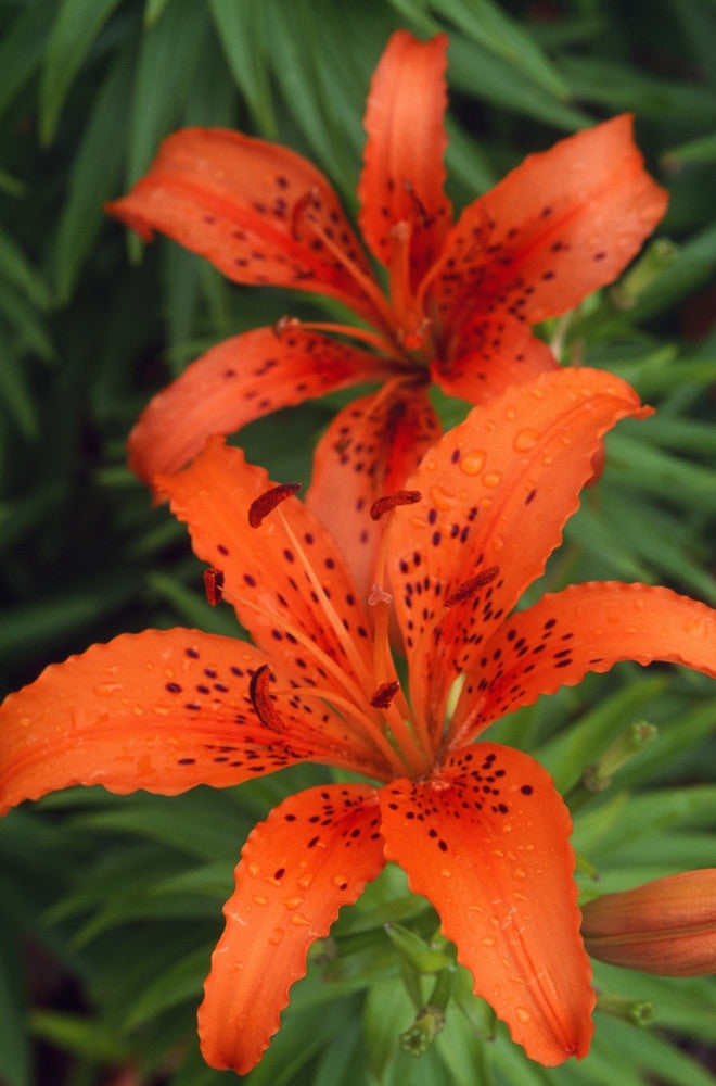 Orange Day Lilies Fine Art Print - Available in Multiple Sizes