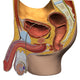 Male Reproductive System Fine Art Print - Sagittal View by Hank Grebe