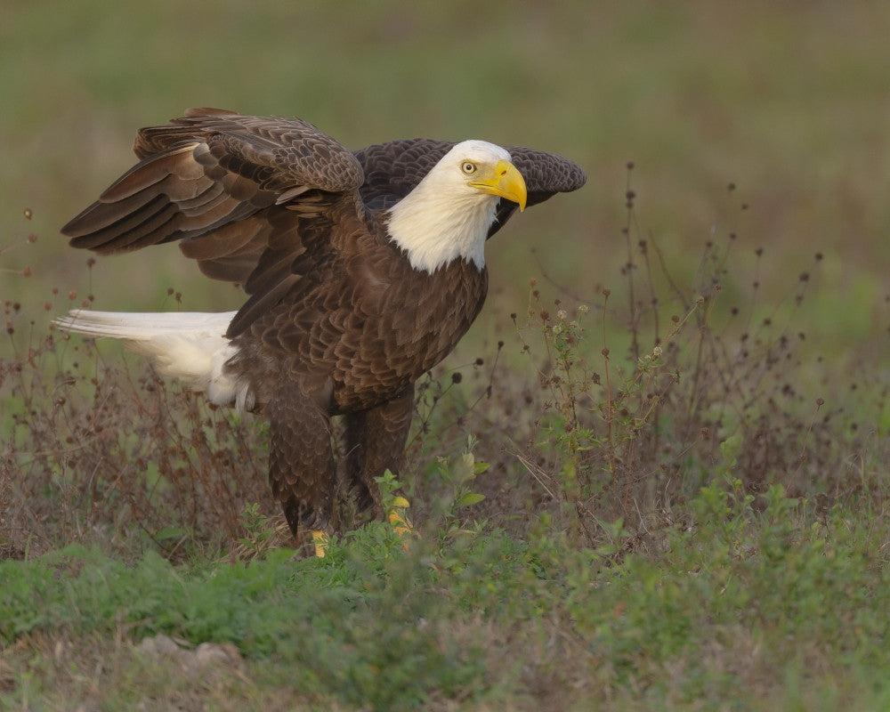 Bald Eagle Nesting Fine Art Print by Maresa Pryor - Ft. Myers, Florida