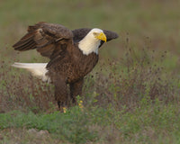 Bald Eagle Nesting Fine Art Print by Maresa Pryor - Ft. Myers, Florida